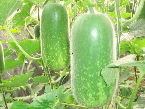 网红吃瓜感言图片高清版