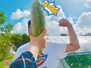 网红弟弟吃瓜图片高清壁纸,高清壁纸捕捉瓜香四溢