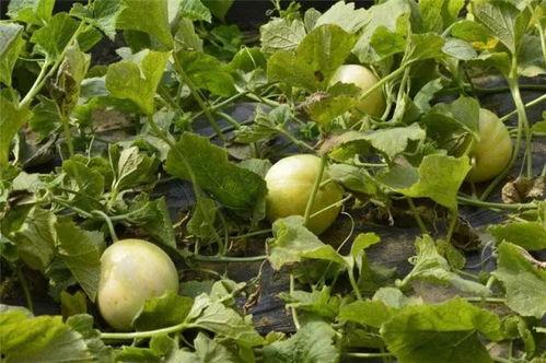 关于网红湾湾吃瓜记录,揭秘娱乐圈幕后真相