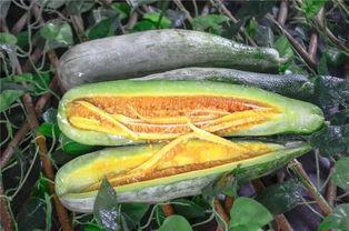 江西吃瓜网红,揭秘赣菜背后的故事与魅力