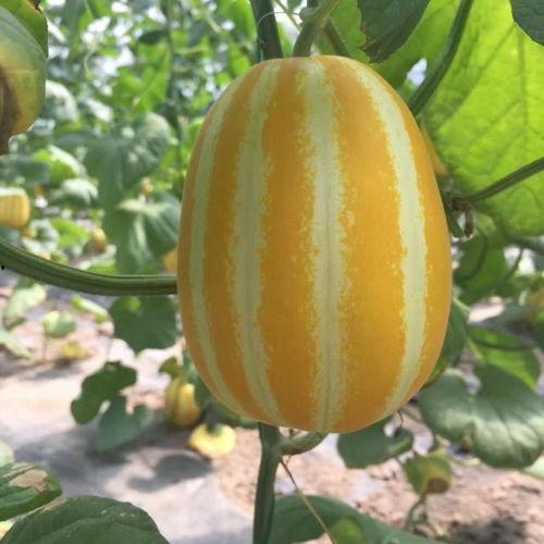 韩城网红吃瓜直播在哪看,观看指南一网打尽！