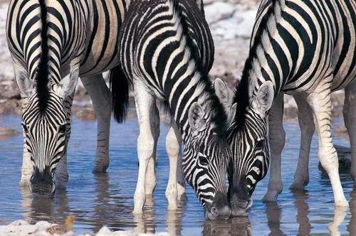 网红吃瓜君斑马