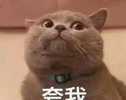 女生网红吃瓜表情包,女生们的欢乐源泉